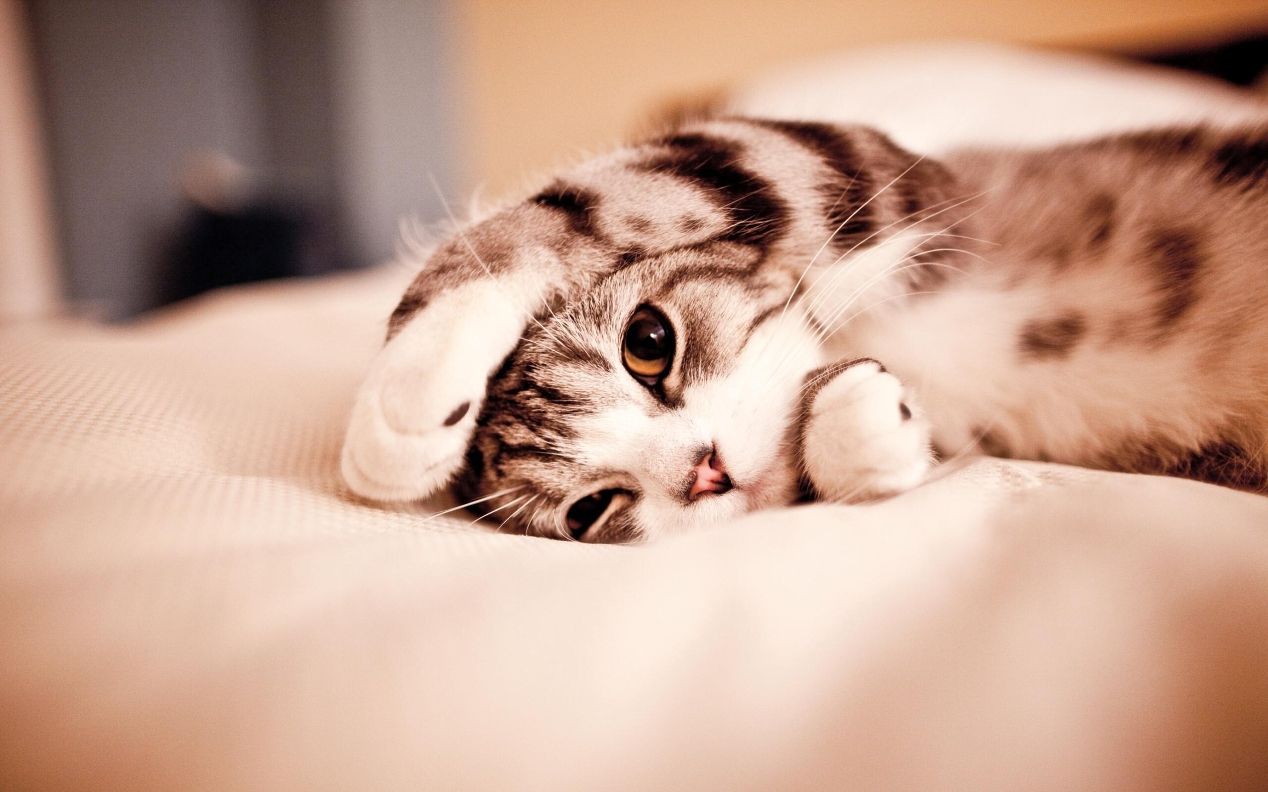 kitty cat 27