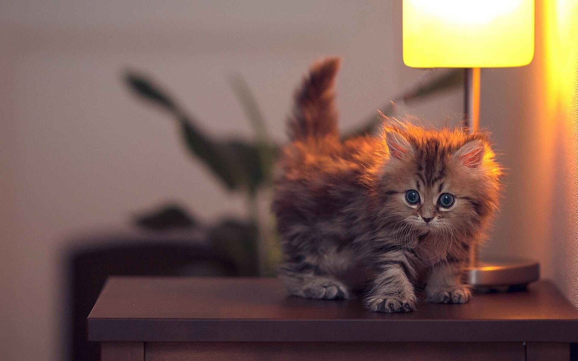 kitty cat 28