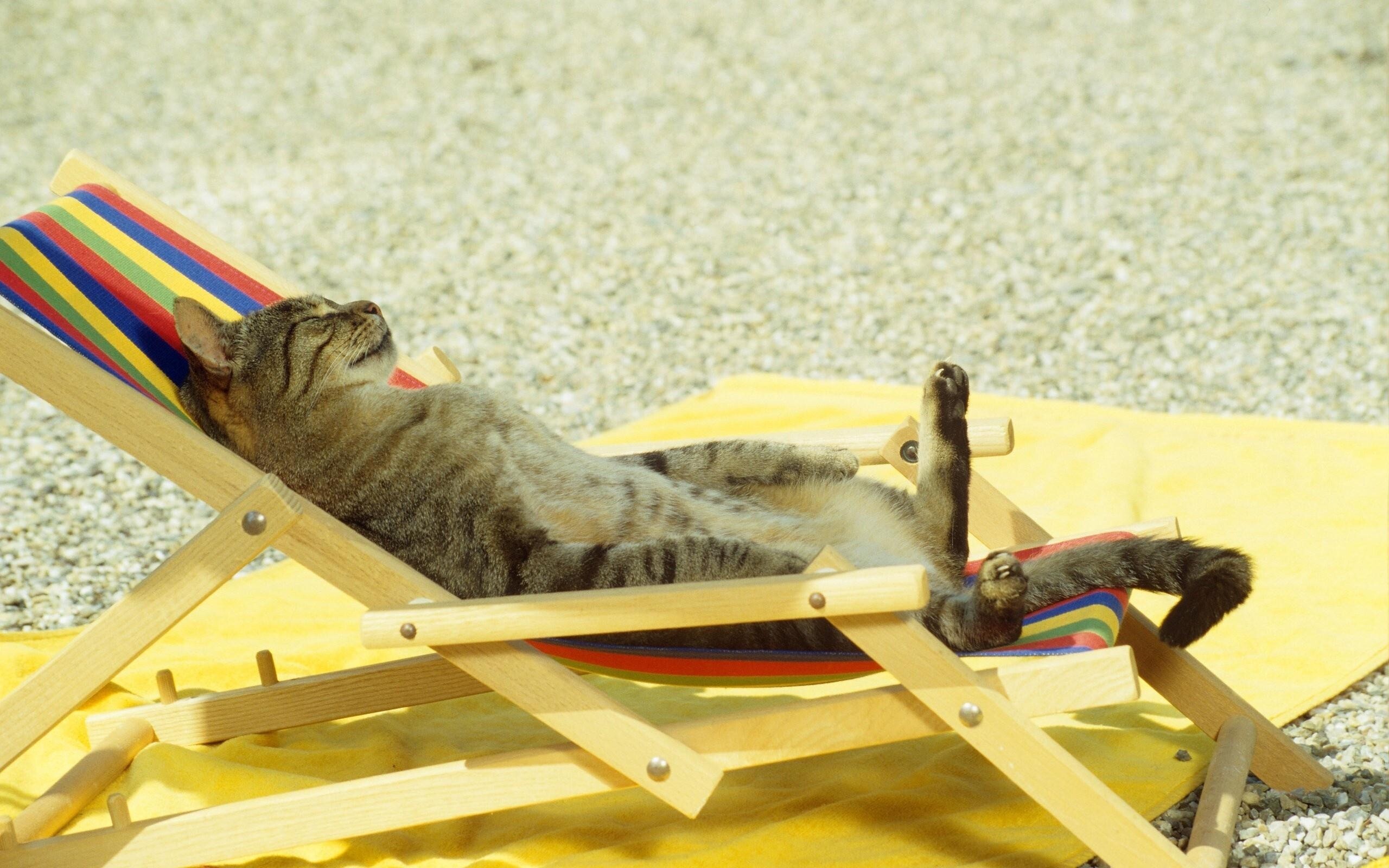 kitty cat 4