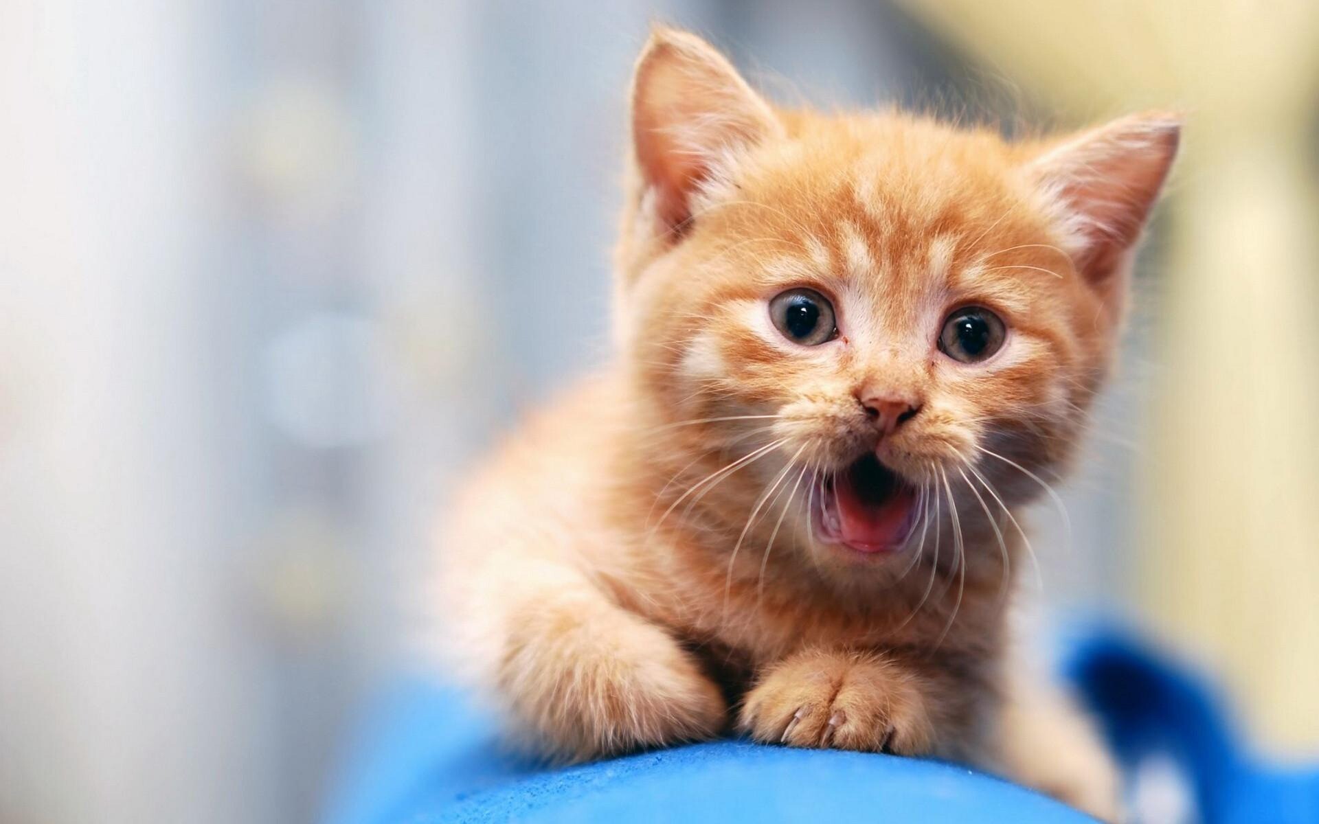 kitty cat 5