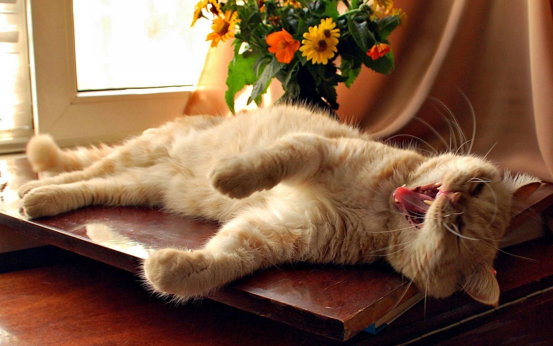kitty cat 7