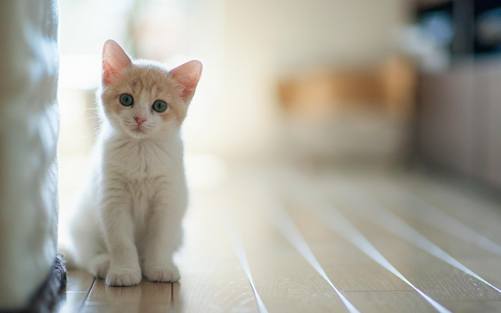 kitty cat 8