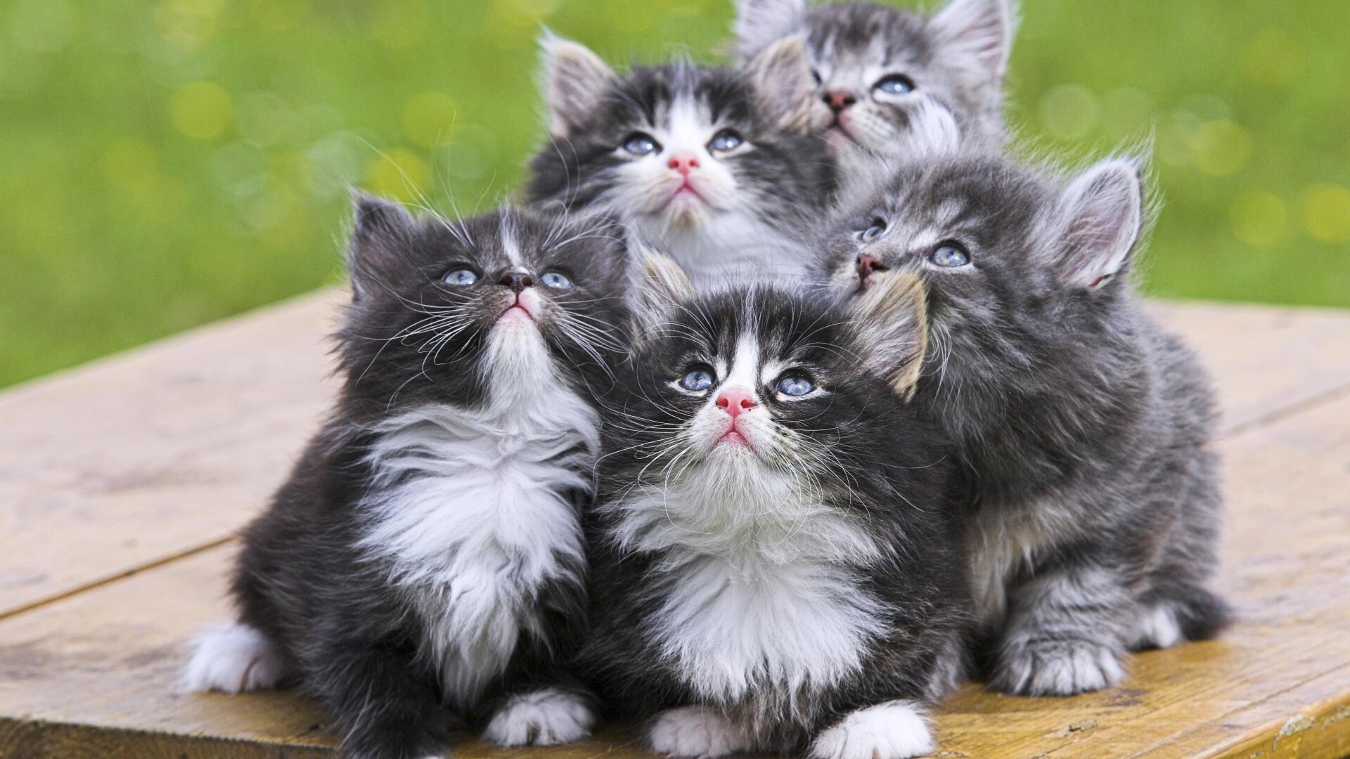 kitty cat 9