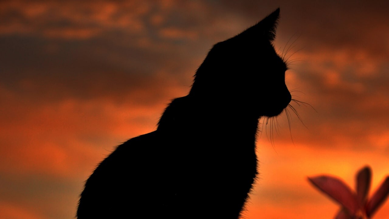 cats 11