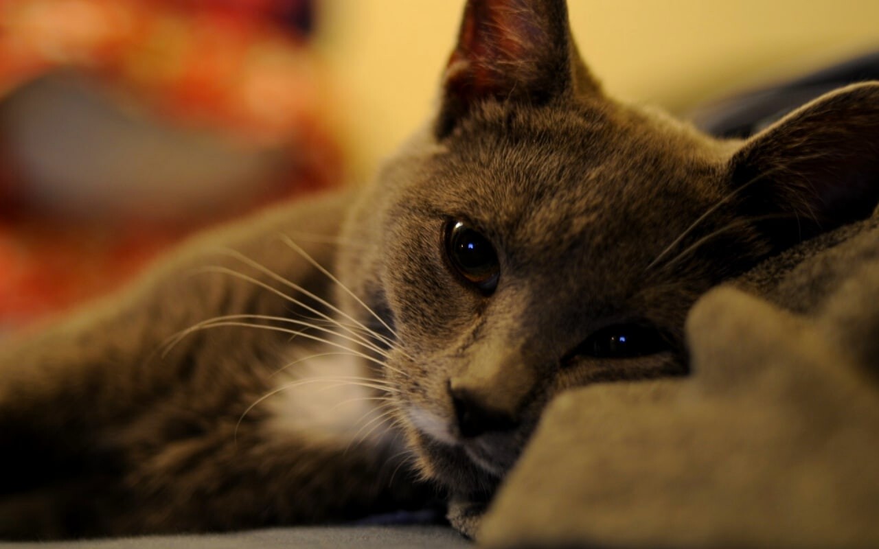 cats 14