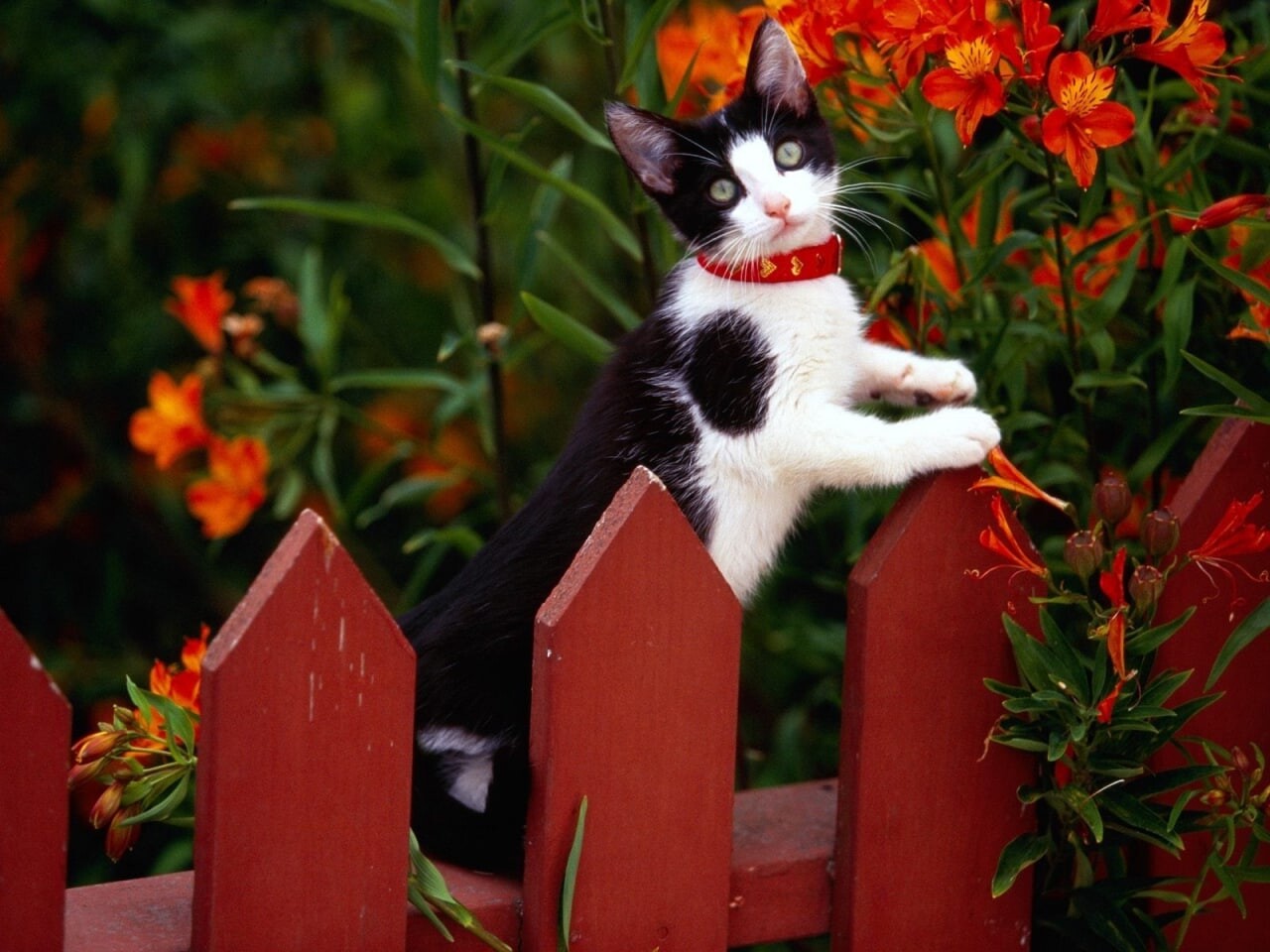 cats 15