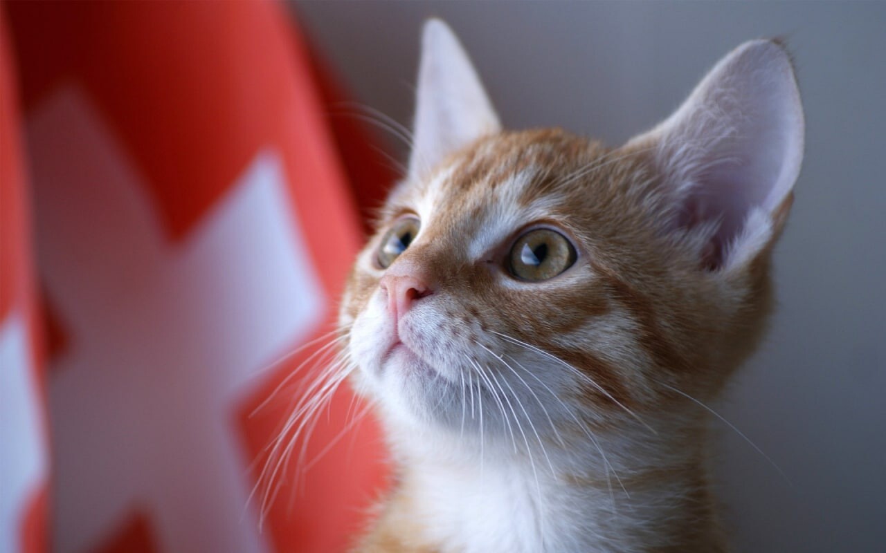 cats 16