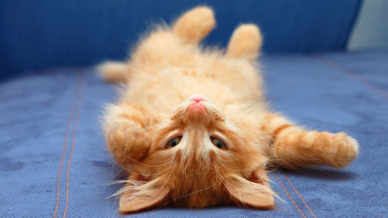 cats 17