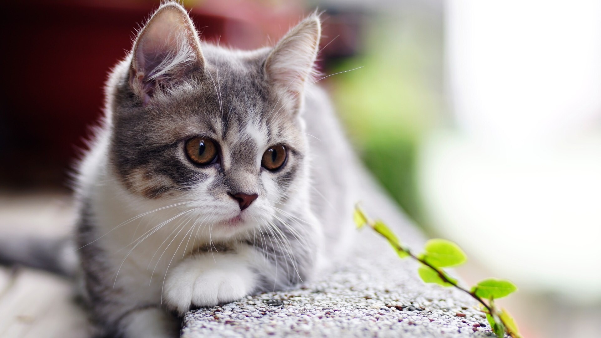 cats 19