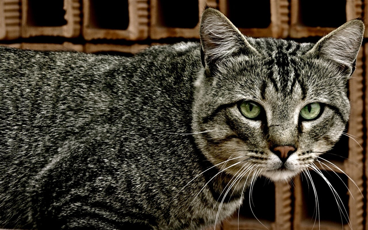 cats 2