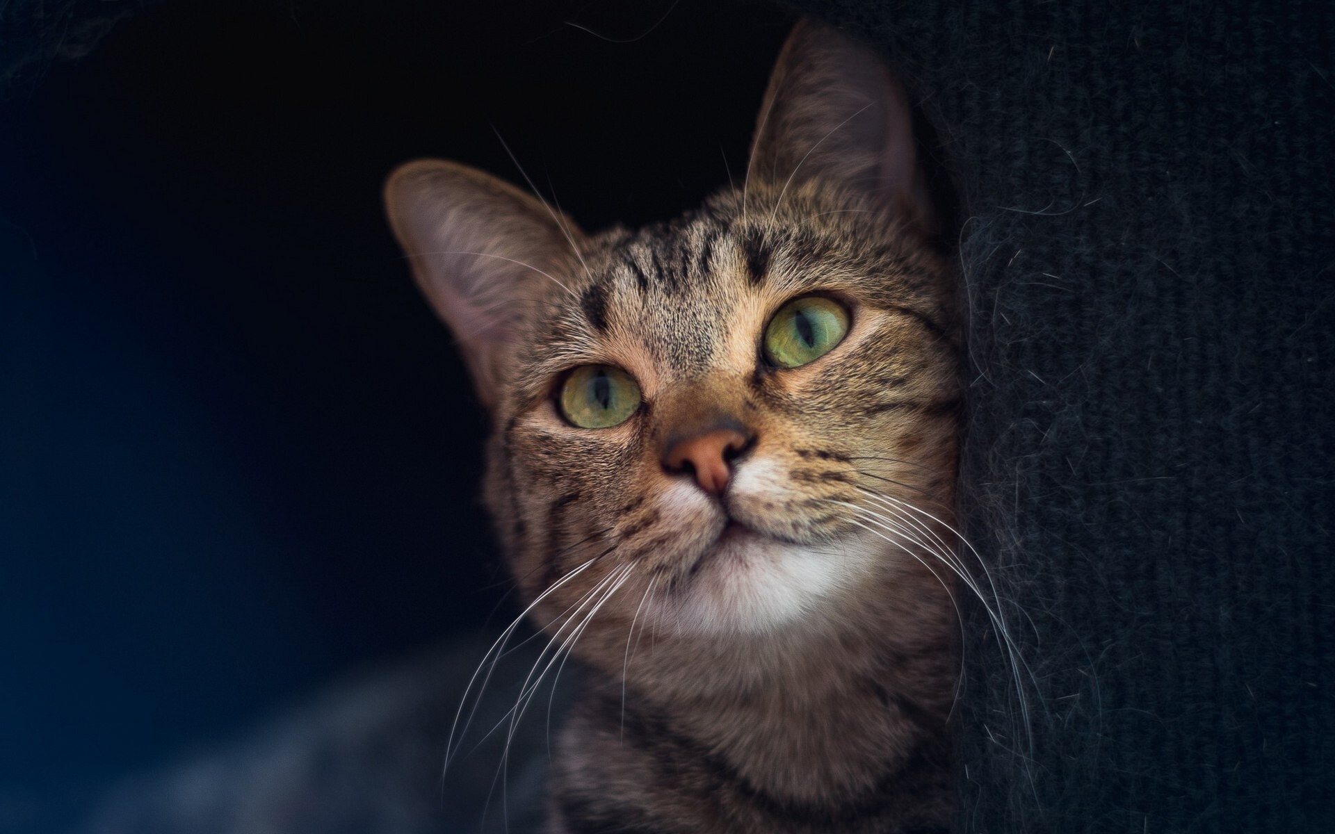 cats 20