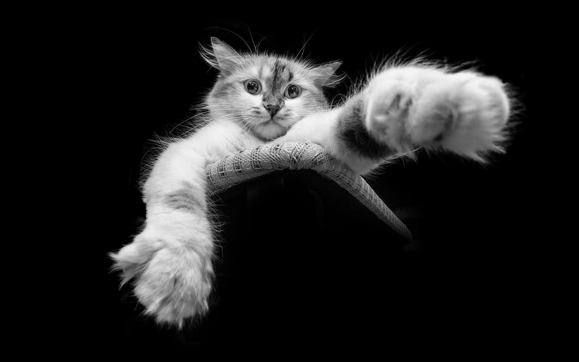 cats 21