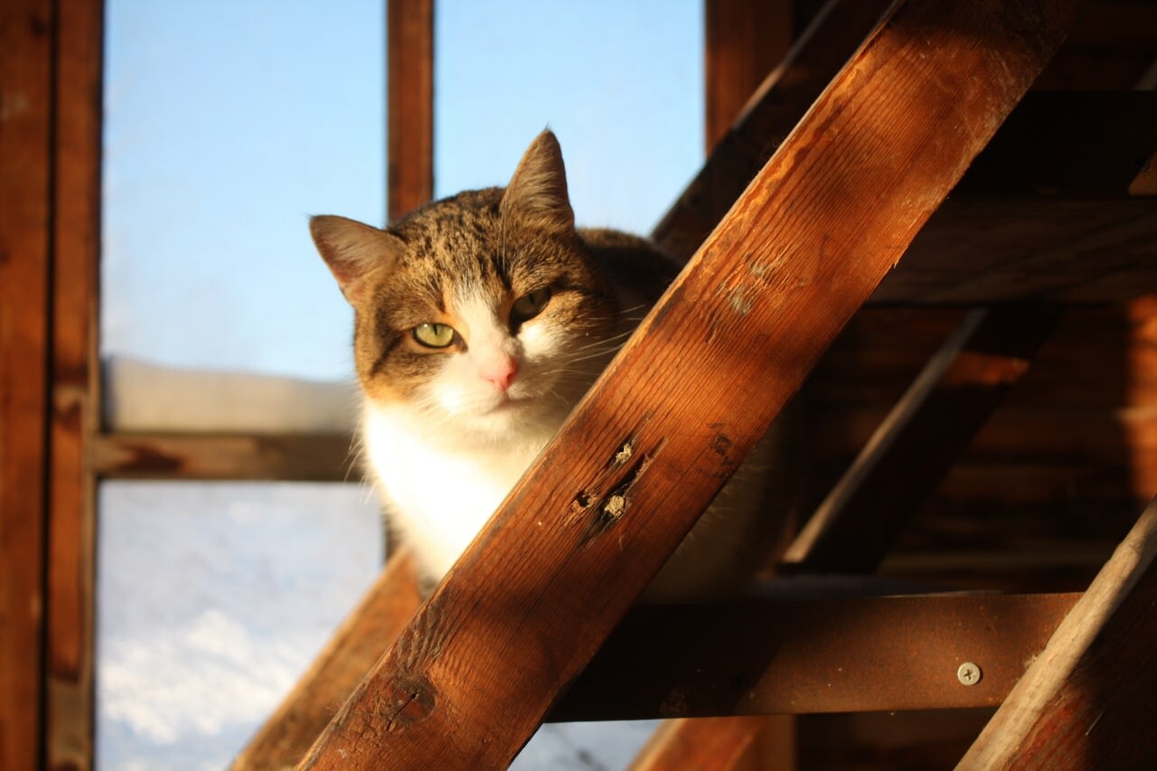 cats 25