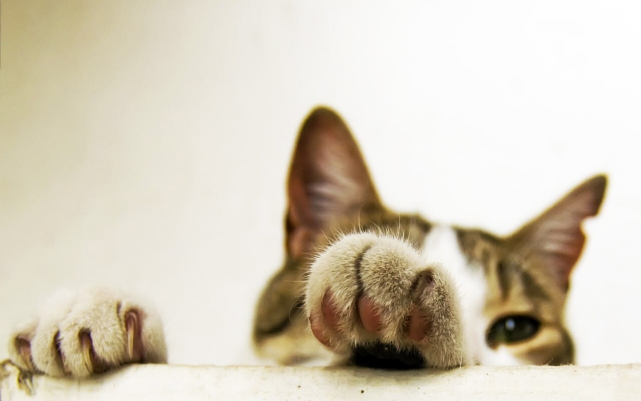 cats 27