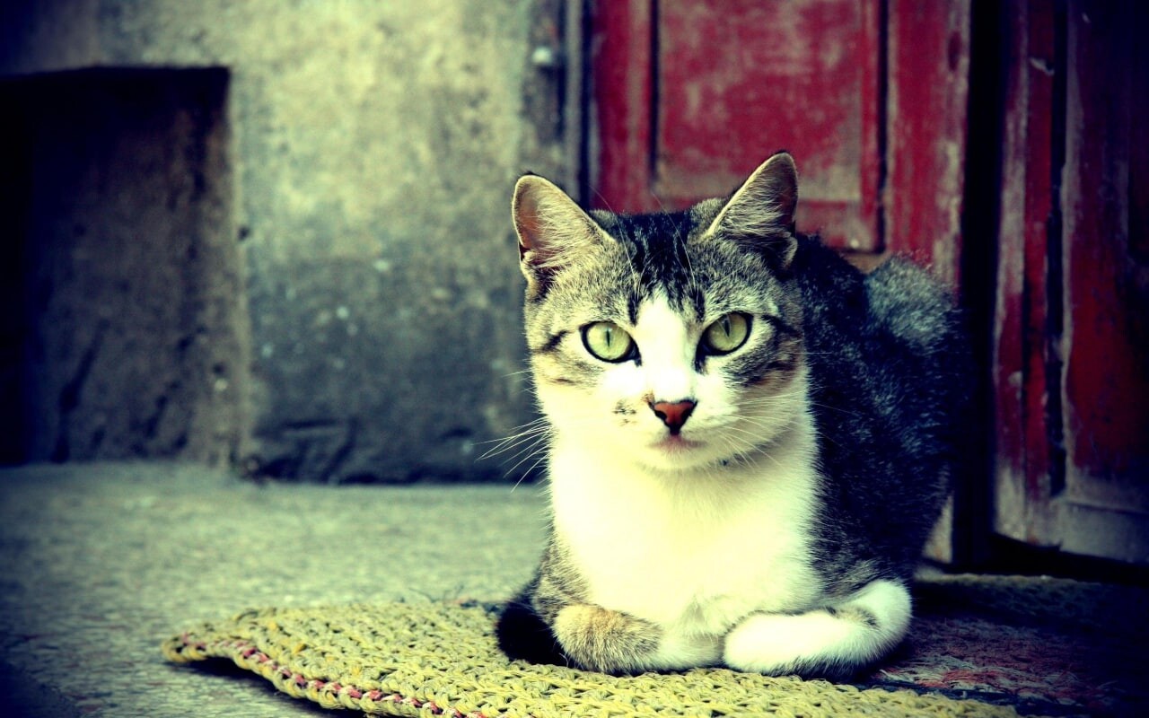 cats 28