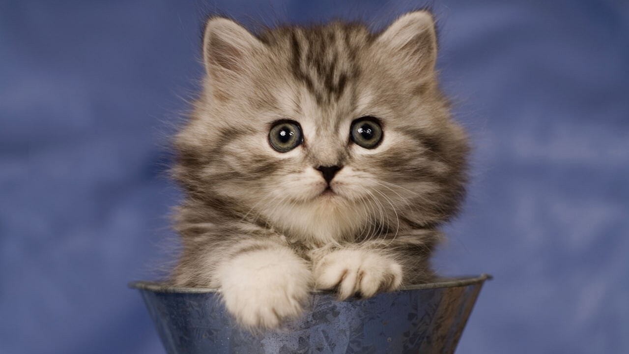 cats 29