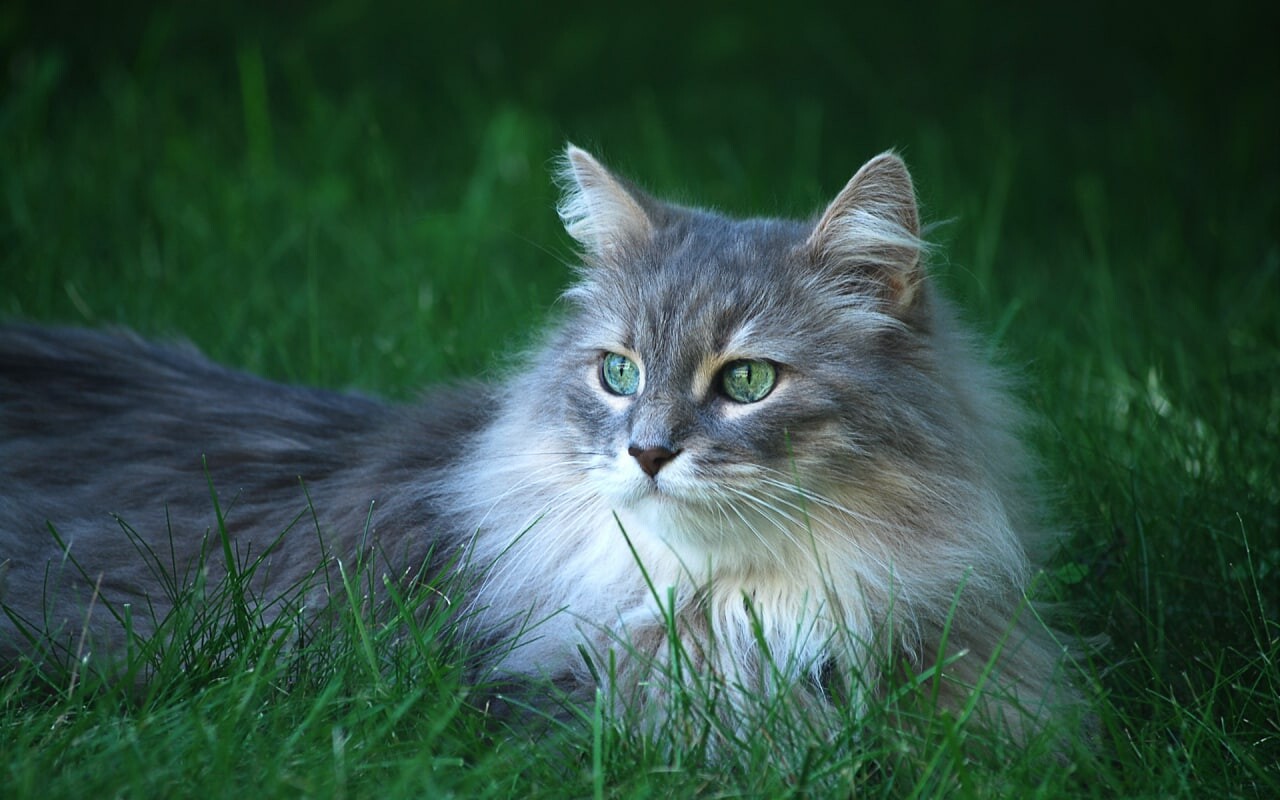 cats 3