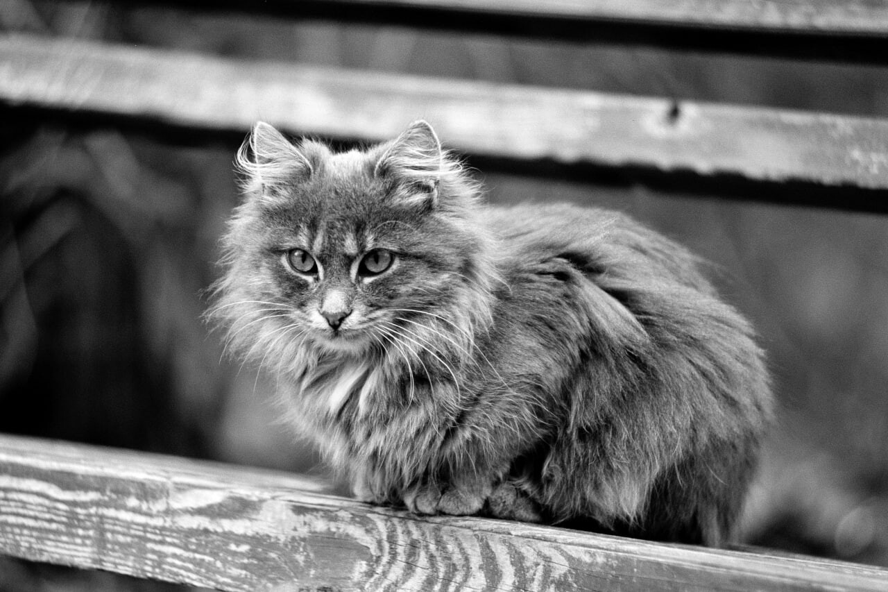 cats 5
