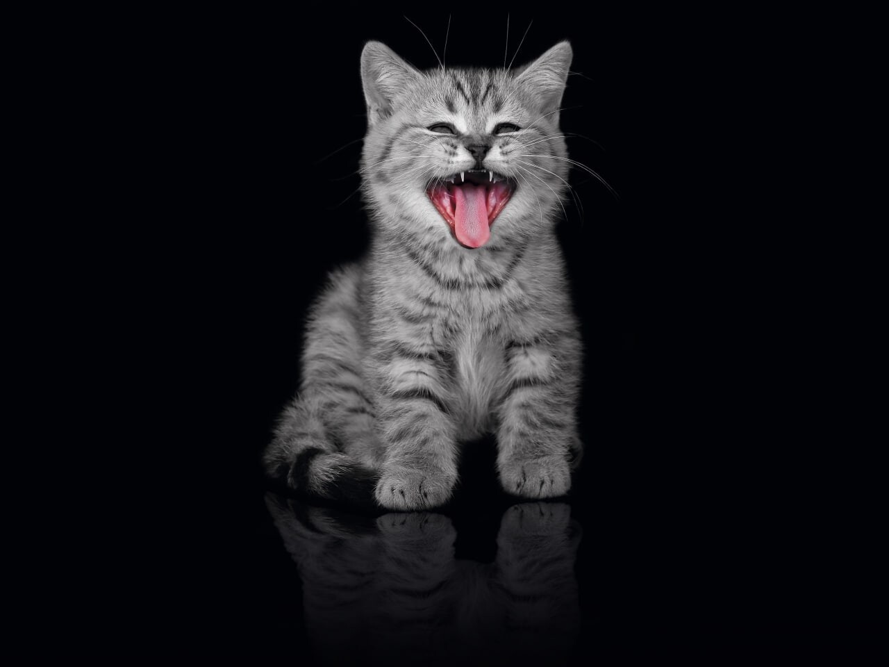 cats 6