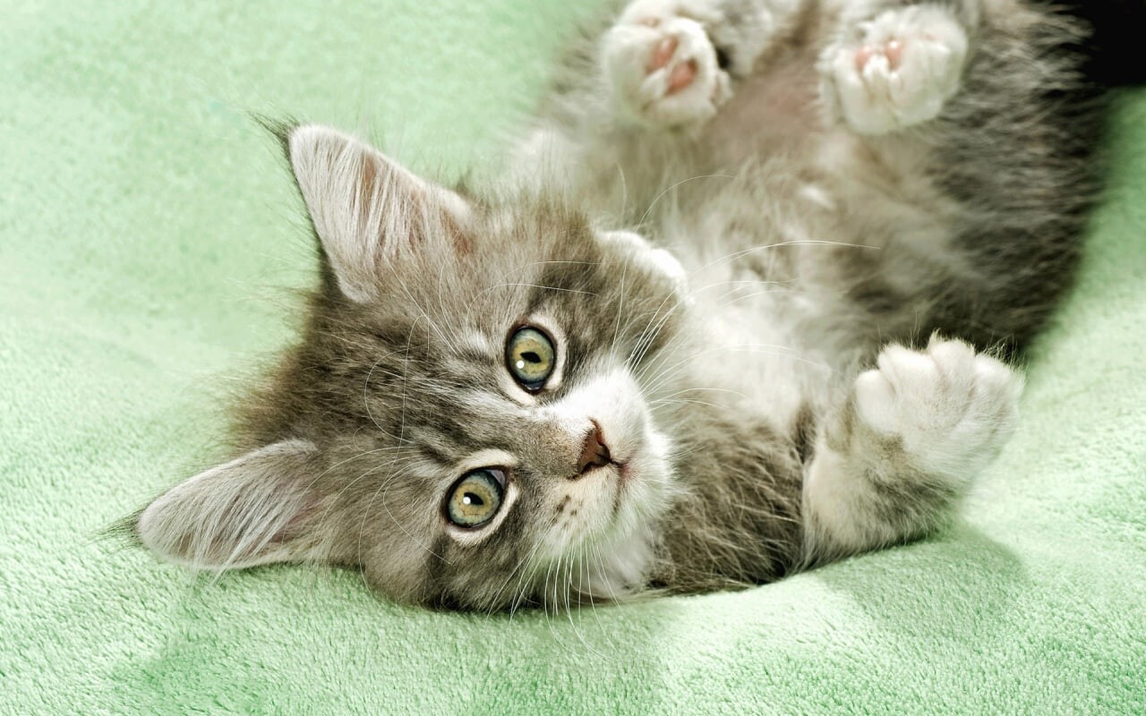 cats 8
