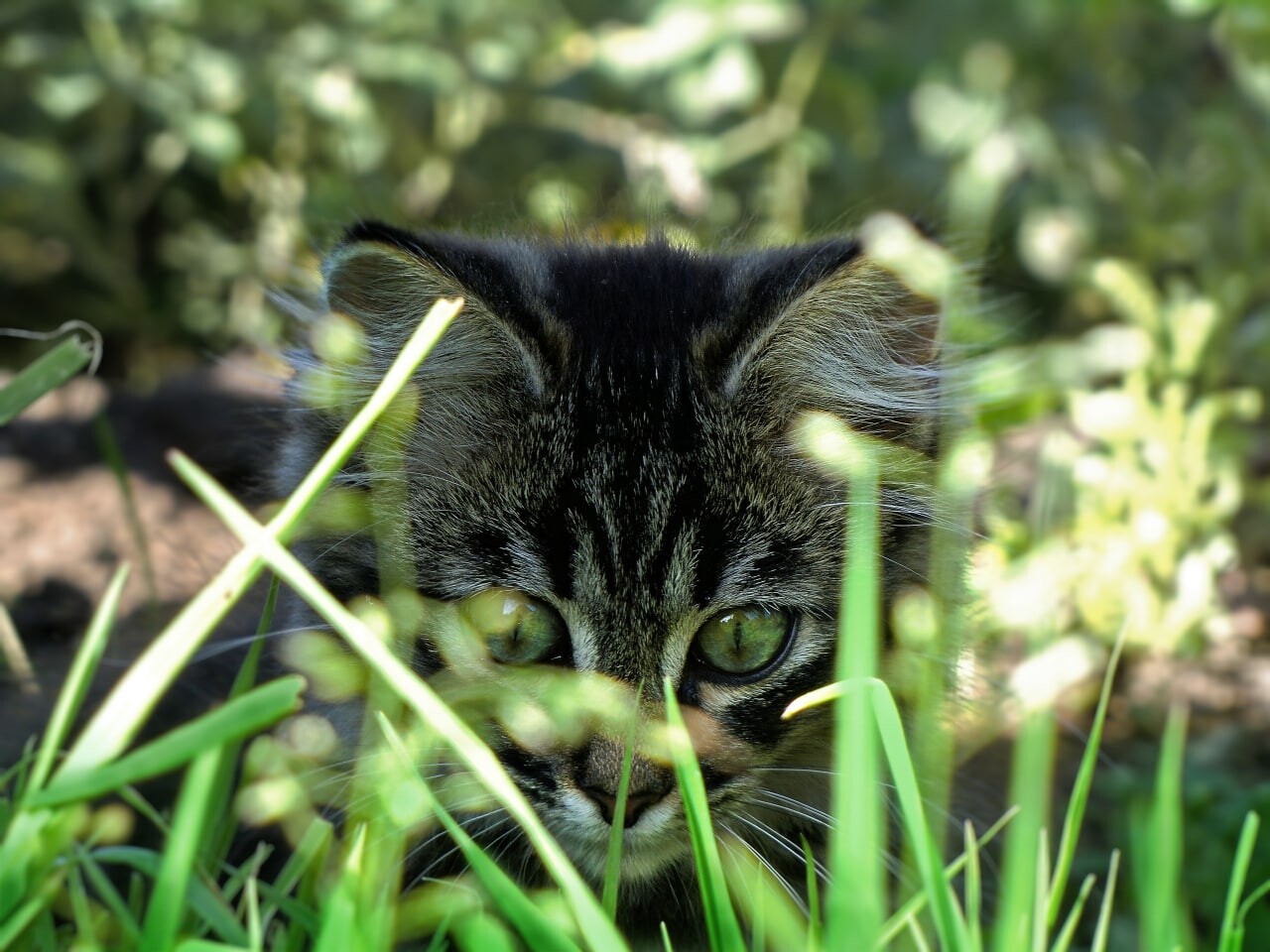 cats 9