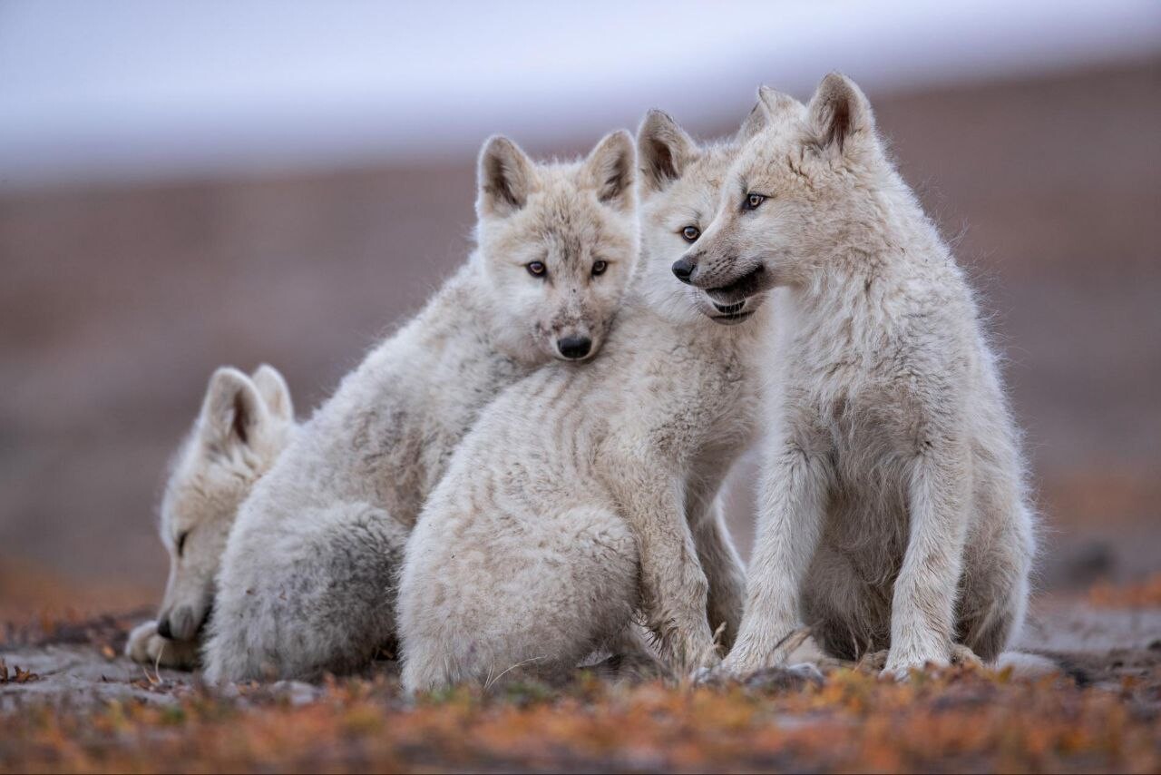 Polar wolves 1