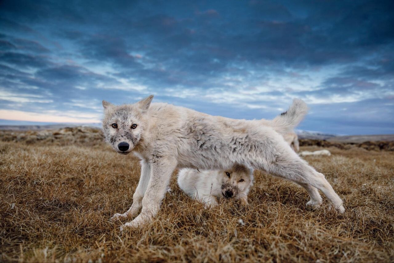 Polar wolves 2