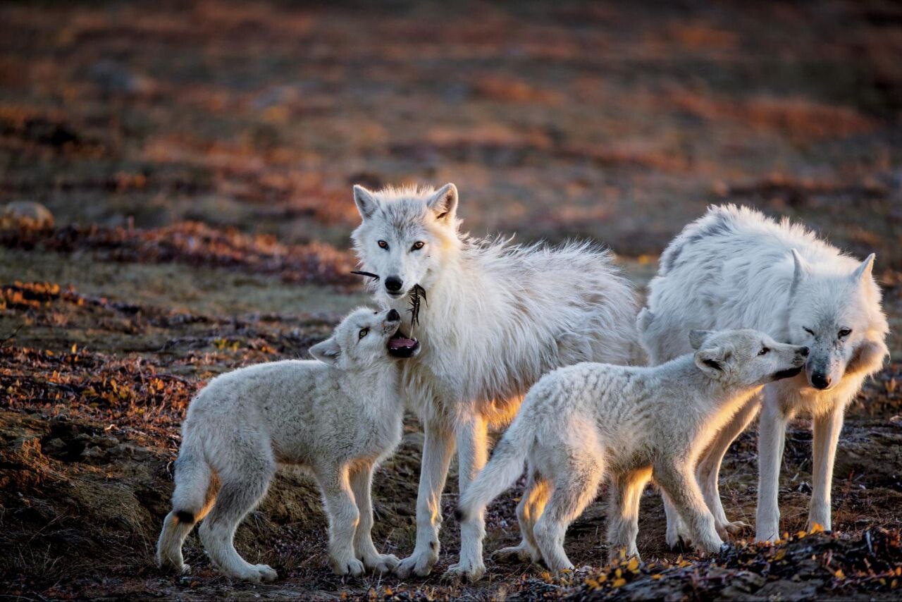 Polar wolves 3