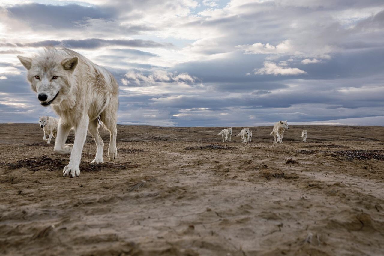 Polar wolves 7