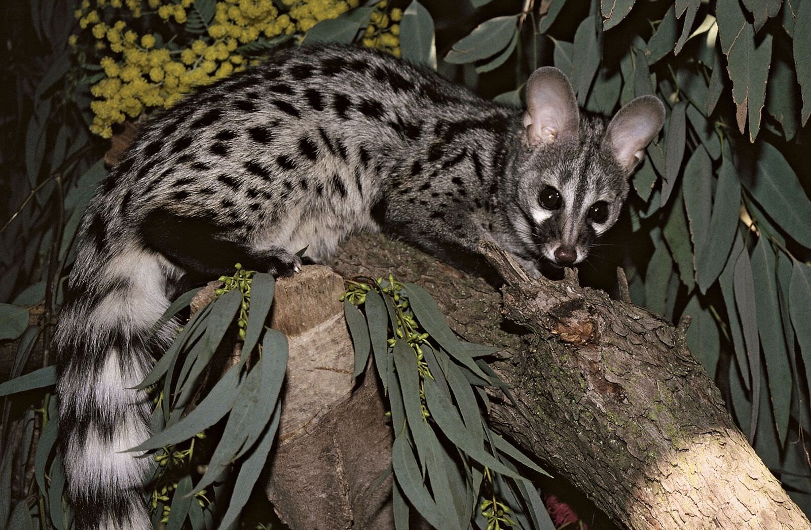 genet 4