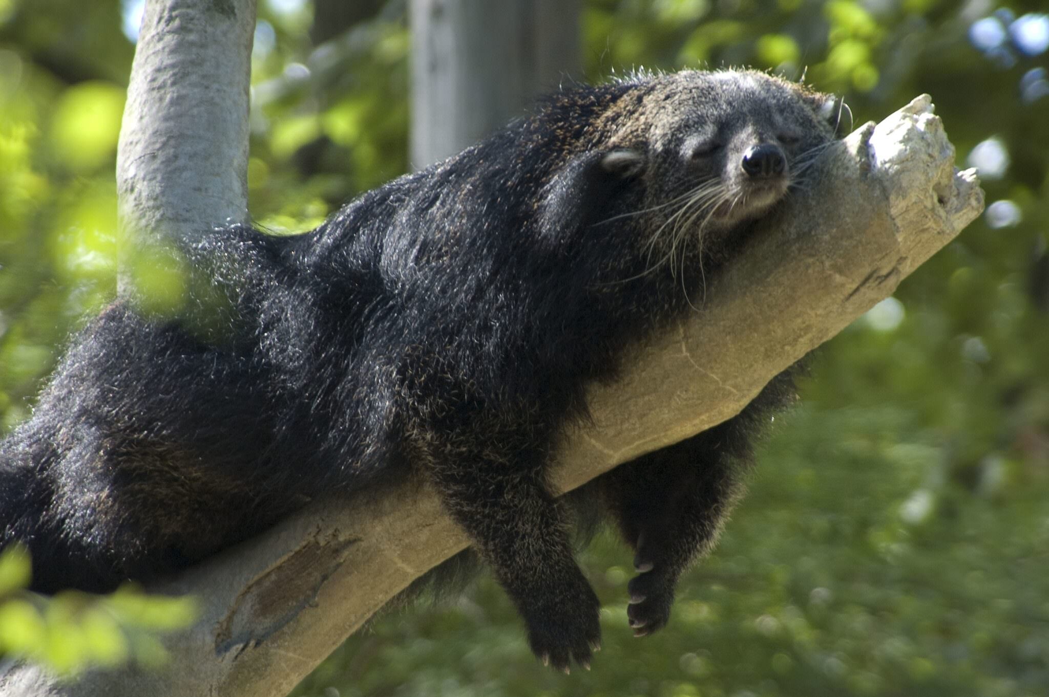 Binturongs 1
