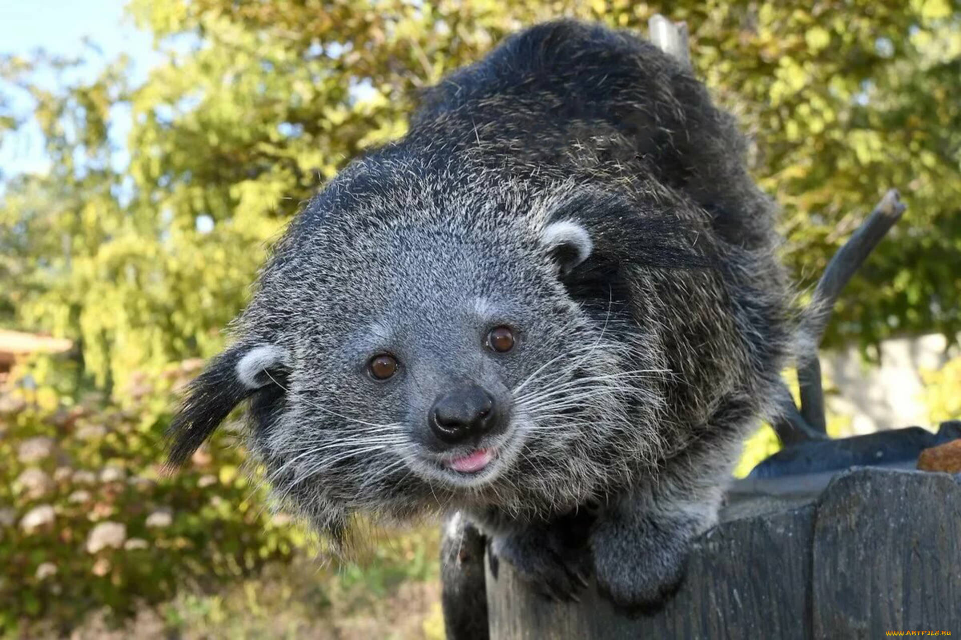 Binturongs 2