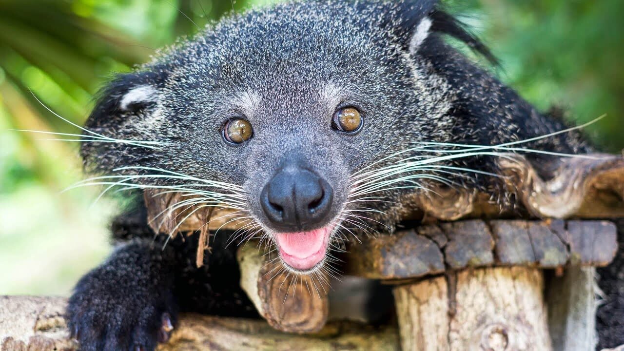 Binturongs 4