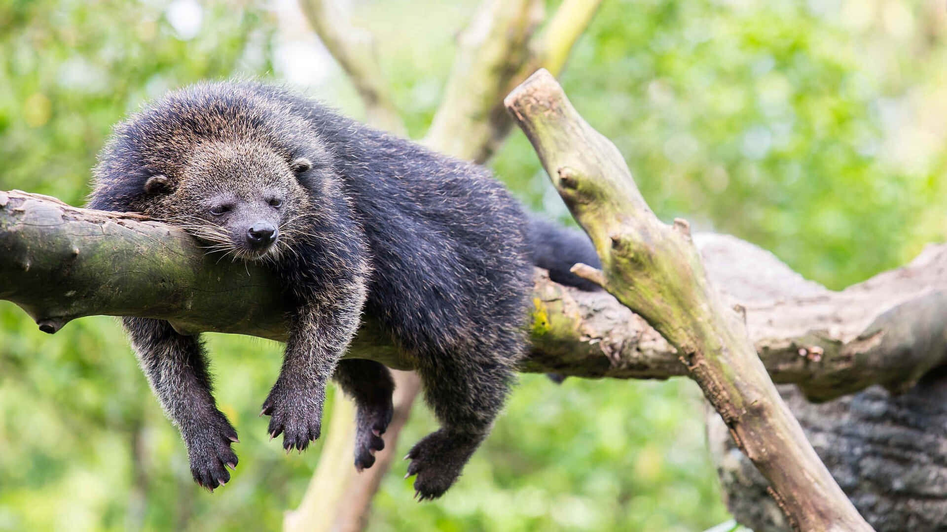 Binturongs 5