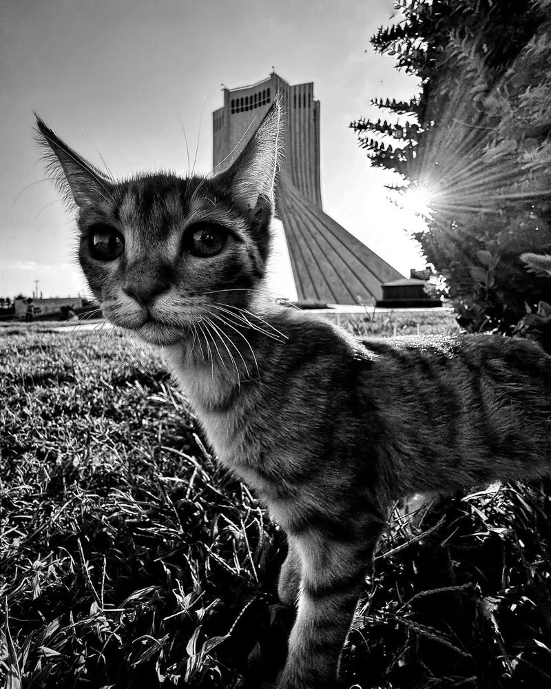 funny cat photo by akbar mehrinezhad 10