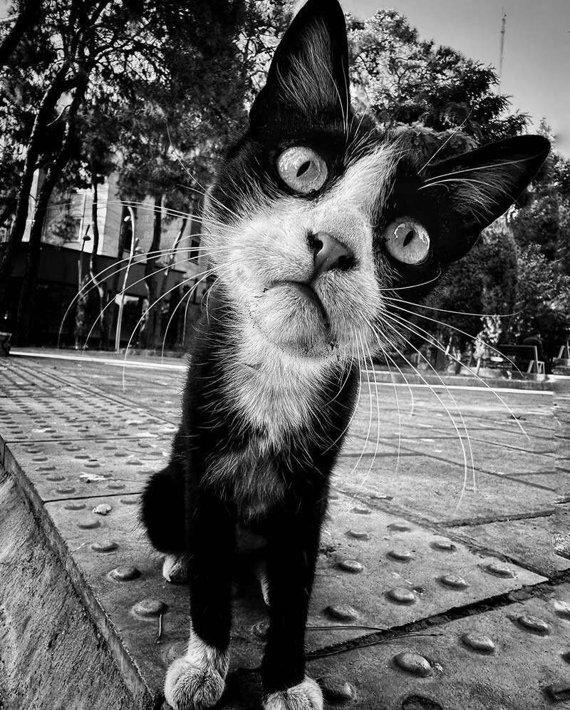 funny cat photo by akbar mehrinezhad 11