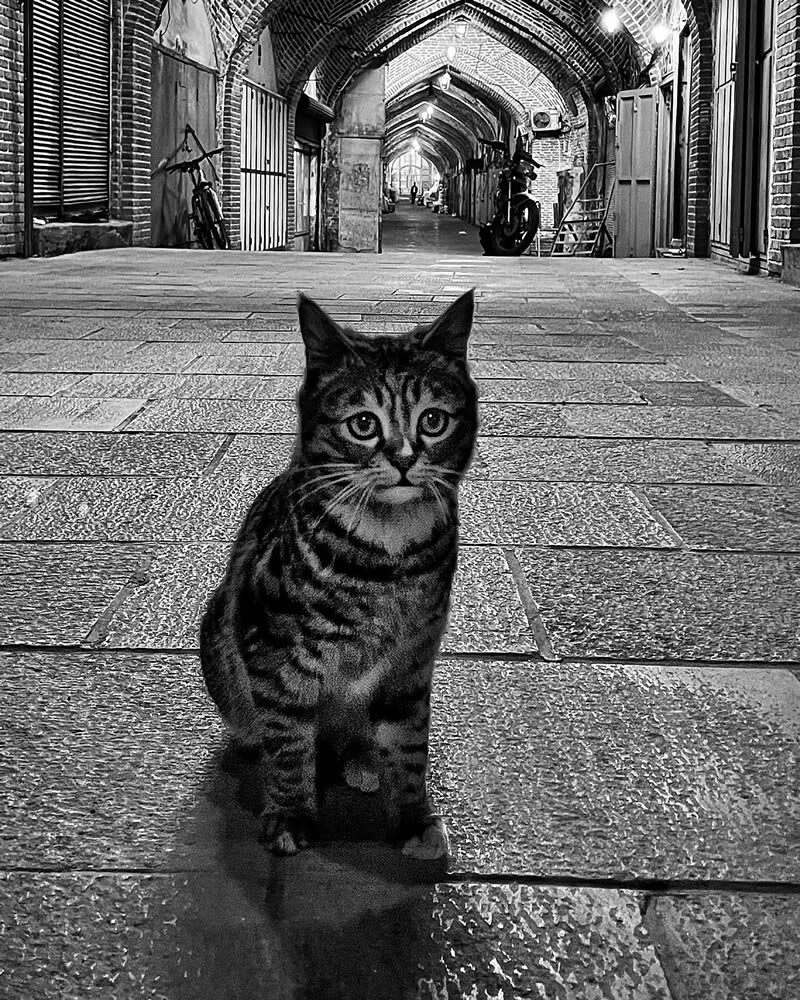 funny cat photo by akbar mehrinezhad 12