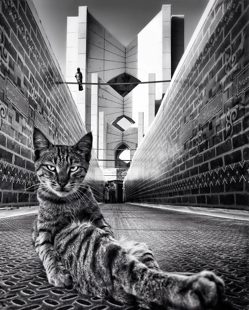 funny cat photo by akbar mehrinezhad 13