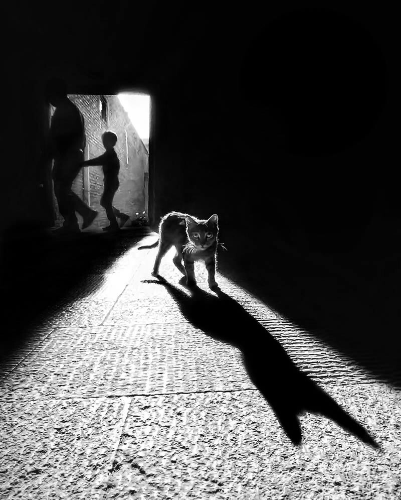 funny cat photo by akbar mehrinezhad 14