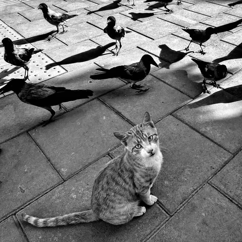 funny cat photo by akbar mehrinezhad 15
