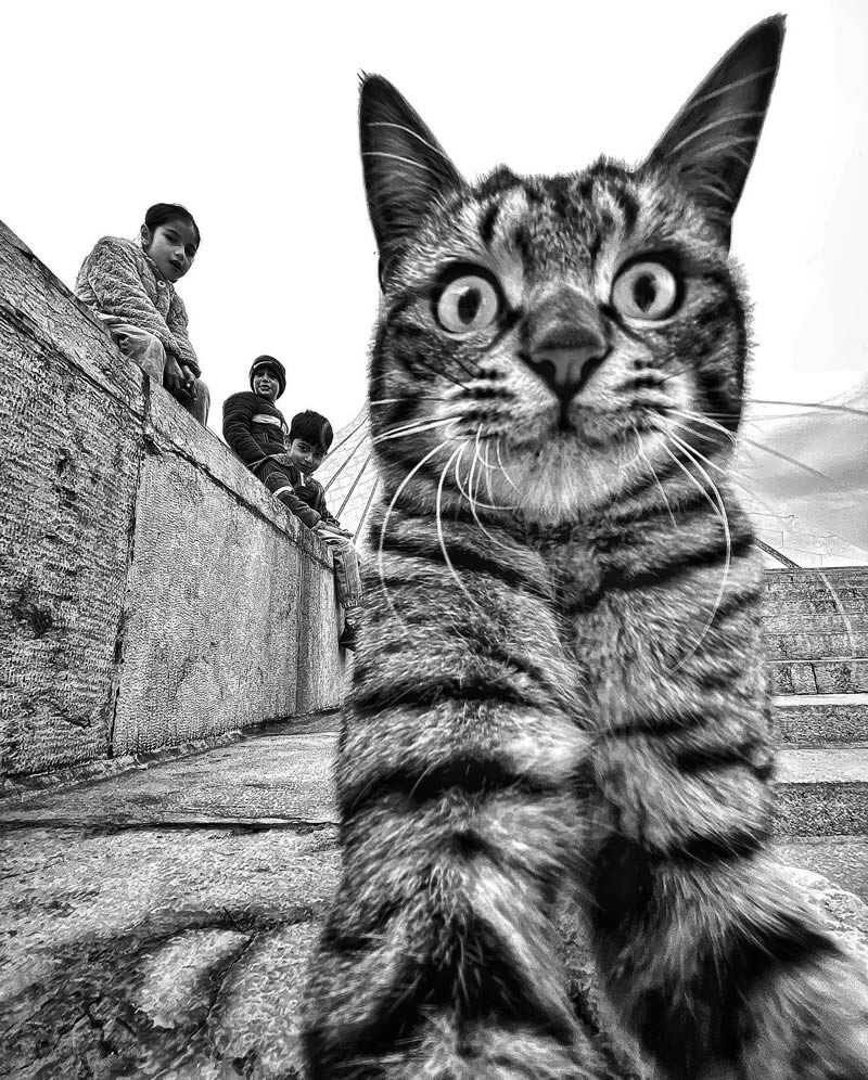 funny cat photo by akbar mehrinezhad 16