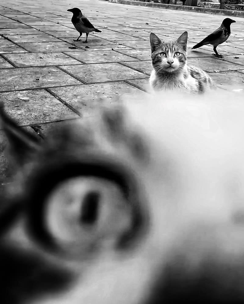 funny cat photo by akbar mehrinezhad 17