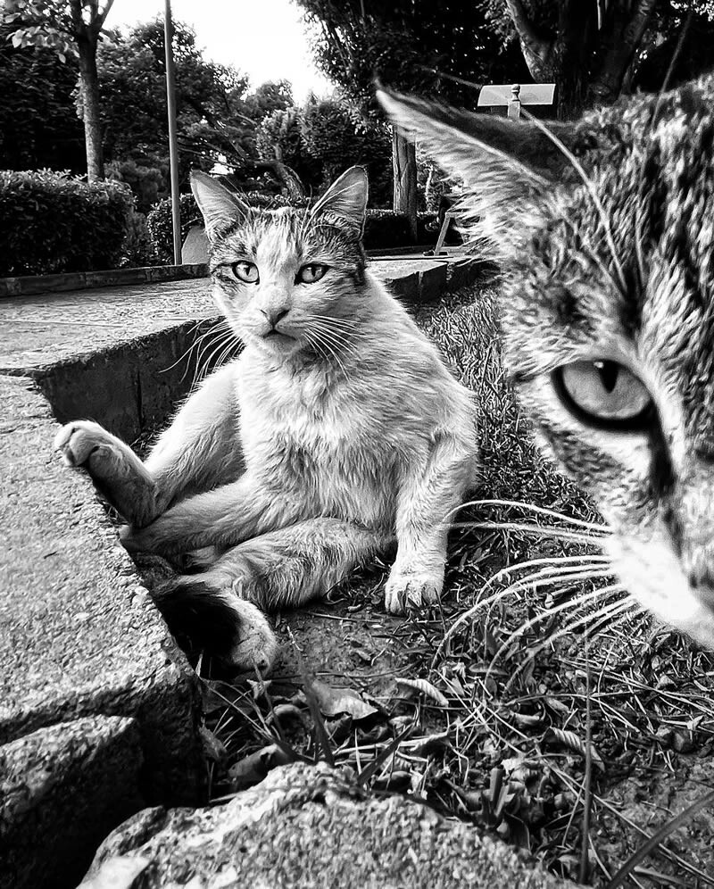 funny cat photo by akbar mehrinezhad 18