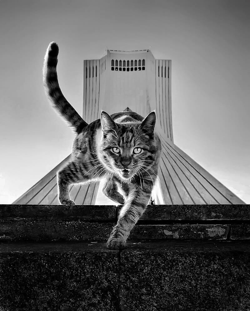 funny cat photo by akbar mehrinezhad 2