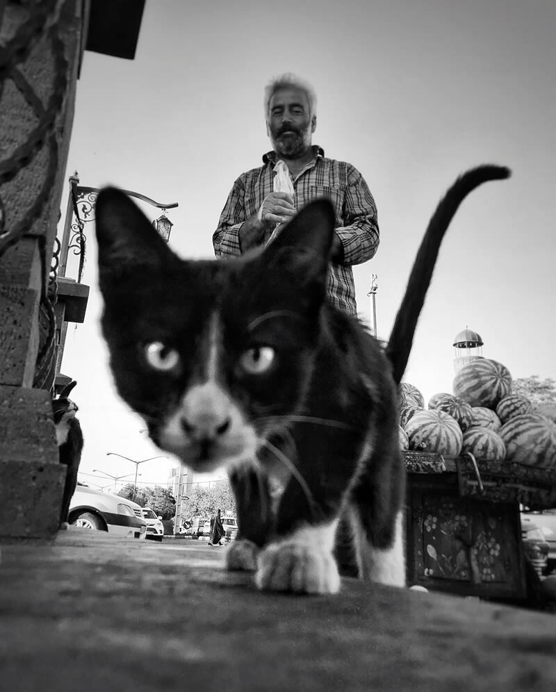 funny cat photo by akbar mehrinezhad 3