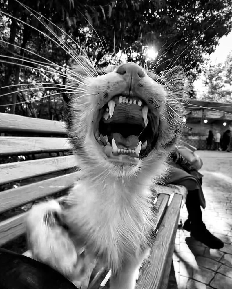 funny cat photo by akbar mehrinezhad 4