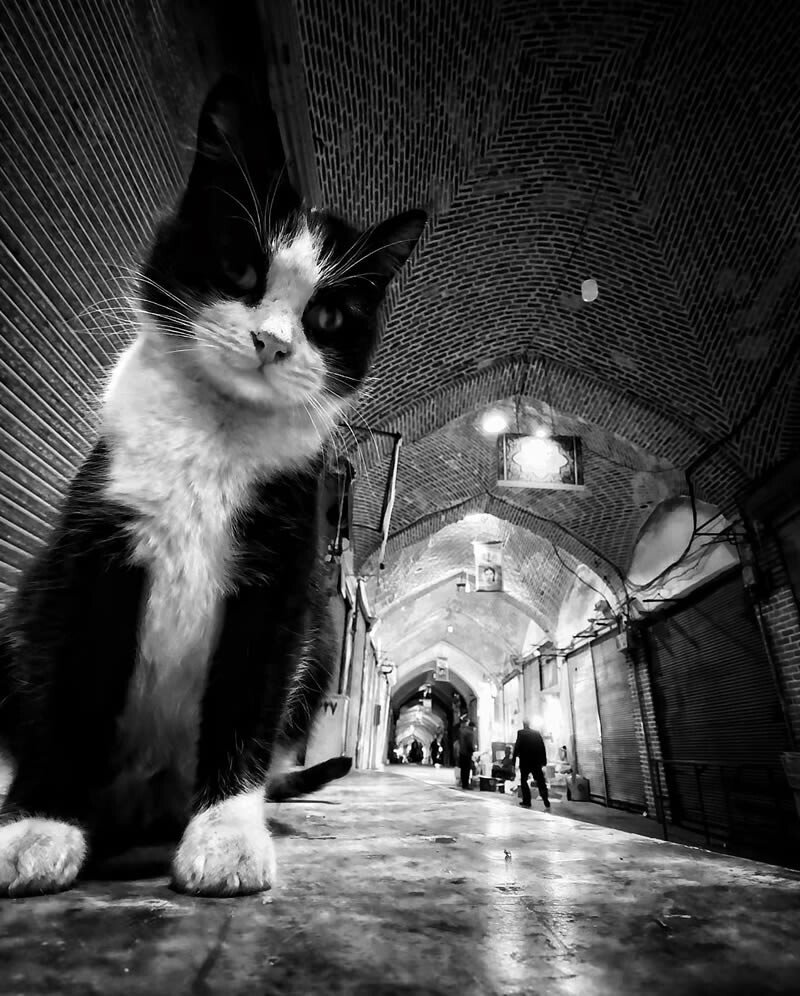 funny cat photo by akbar mehrinezhad 5
