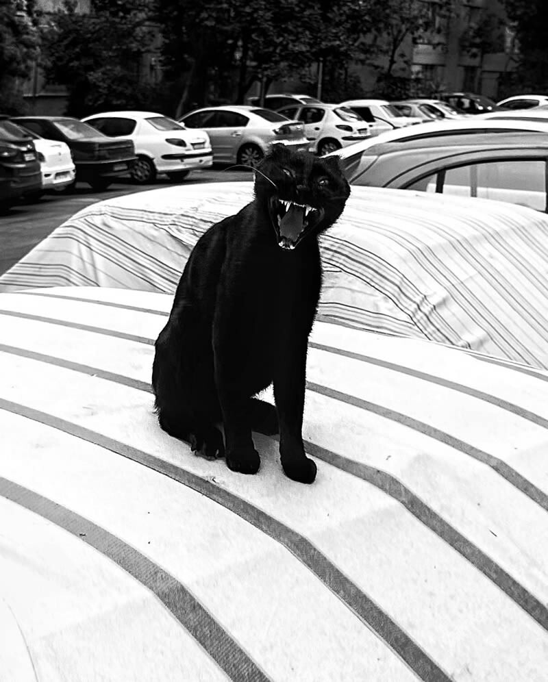 funny cat photo by akbar mehrinezhad 6