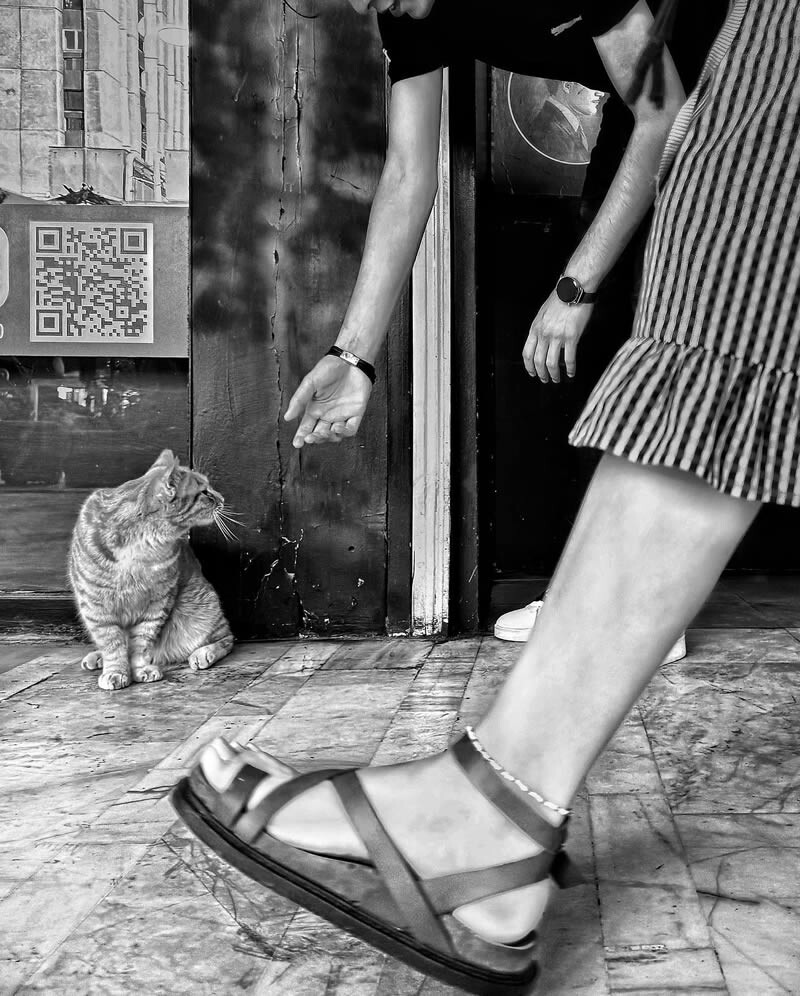 funny cat photo by akbar mehrinezhad 7
