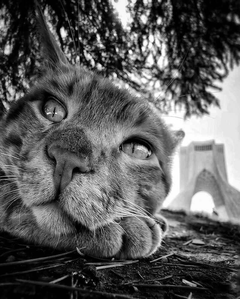 funny cat photo by akbar mehrinezhad 8